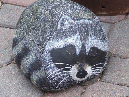 Racoon