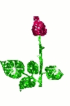 ~~~~~~A ROSE 4 YOU!!!~~~~~~~