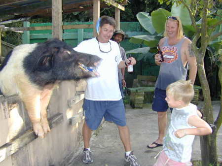 Beer drinking pigs in St. Croix