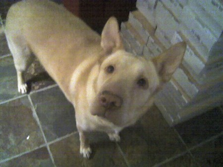 My Doggie. . . Tundra