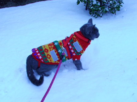 RUBY IN THE SNOW (5)