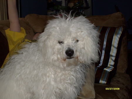 Toby - our baby Bichon Frise