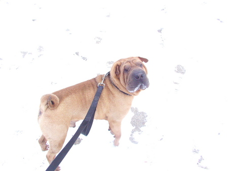 At Home in the Snow