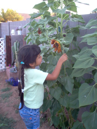 Sunflowers with the sunflower