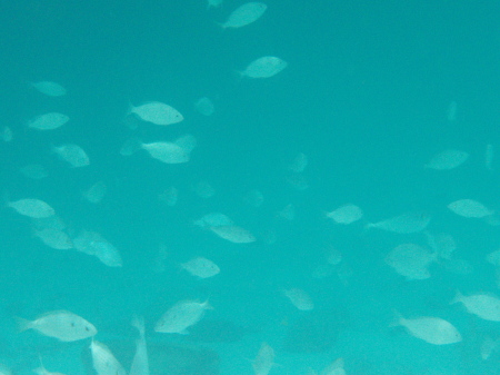 Diving in Destin