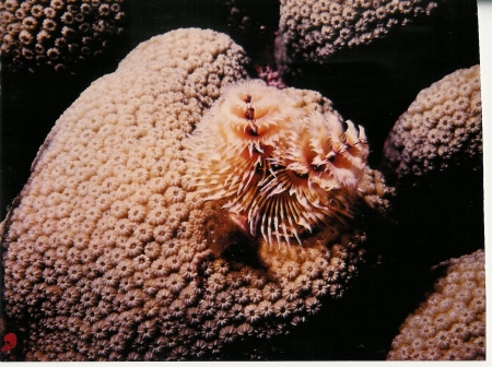 Tube worm on brain coral