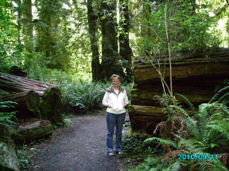 Redwood Forest