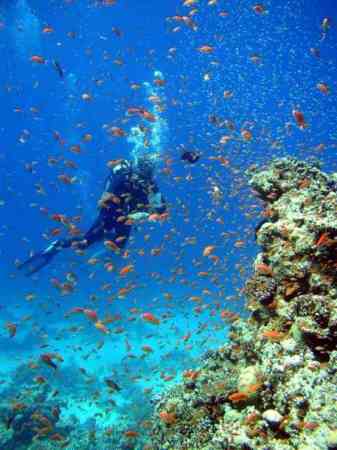 Diving in the Red Sea