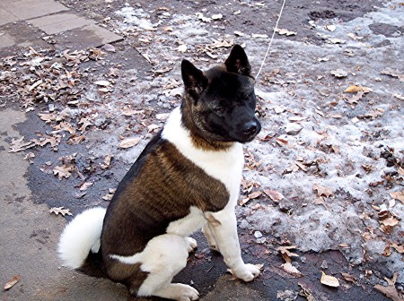 Niko, the Akita