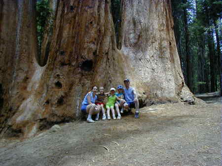 The Redwoods