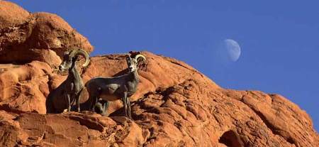 Nevada Valley Of Fire Big Horn Sheep And Moon