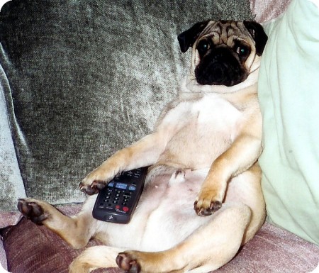 My pug Charlie...he loves hogging the remote!