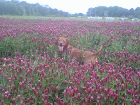 rosie in the clover