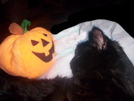 Blackie with Pumpkin