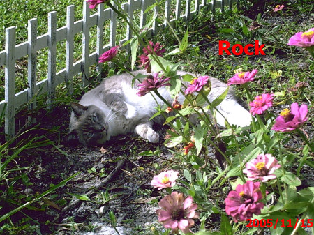my cat "Rock" in the butterfly garden