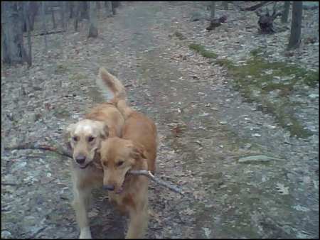 Raising Seeing Eye Puppies