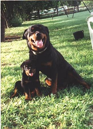 Cody and his son Woody, my first rott and son