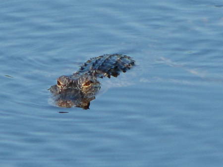 Gator in the pond