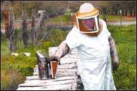 My Husband the Beekeeper