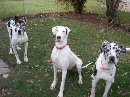 Our 3 Great danes