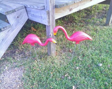 my flamingos, let me show you them