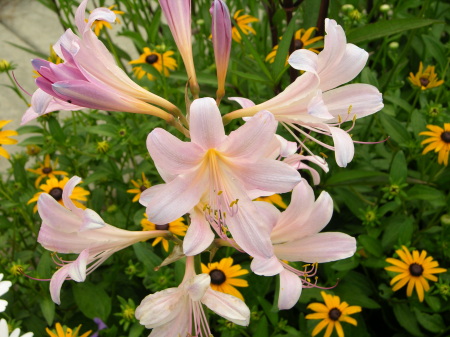 Flowers from the yard.