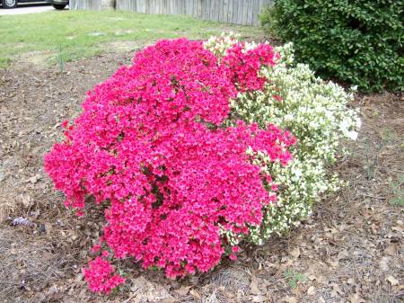 The "two-toned shrub"