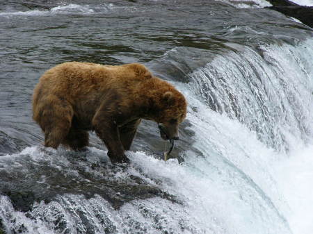 Grisly salmon fishing at Brooks Falls Katmi AK