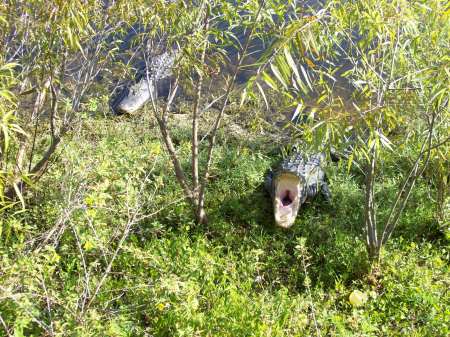 Everglades Adventure