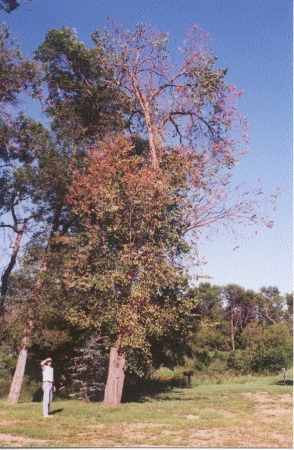 steve with diseased tree