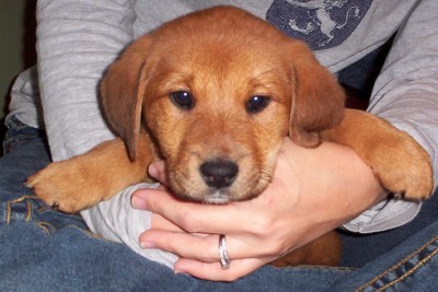 Our new puppy, Sadie, Dec '06