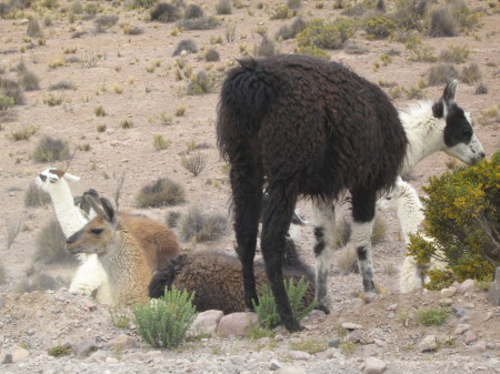 llamas