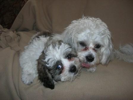 Laddie and Yogi sharing a bone