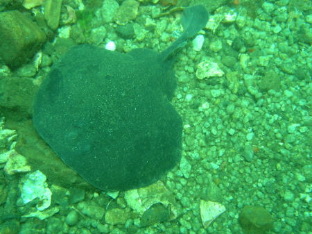 Pacific Electric Ray (a.k.a. Torpedo Ray) photo taken off Wharf #2 in Monterey, CA