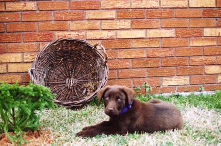 BABY "LUKE" ABOUT 9 WEEKS OLD.