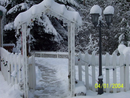 snowy arbor