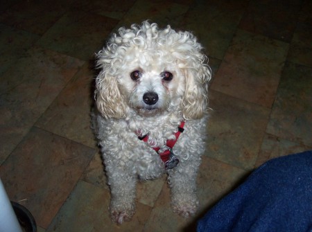 Zsa Zsa my favorite Dog (4 yr old poodle)