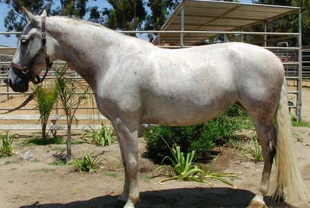 one of my horses