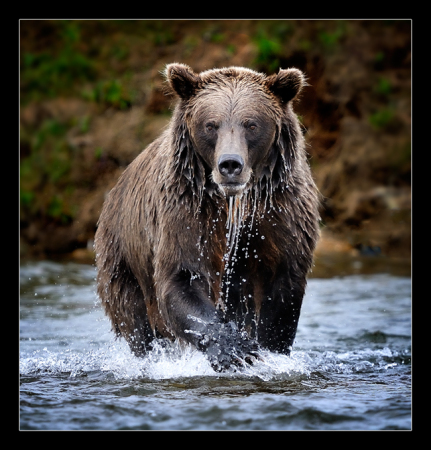 Grizzly Fishing for Salmon in Alaska