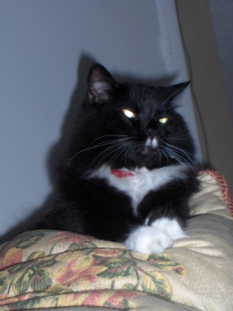 My Cat MAC...nickname ( Hitler Kitty )