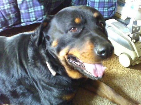 This my Rottweiler