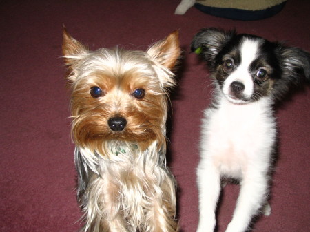 Dogs 2 & 3 - Hunter & Riley