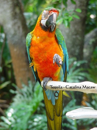 Tequila - Catalina Macaw