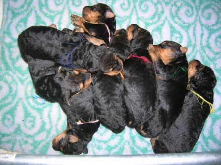 A tiny pile of puppies!!!