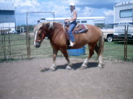 my belgian/clydesdale mare