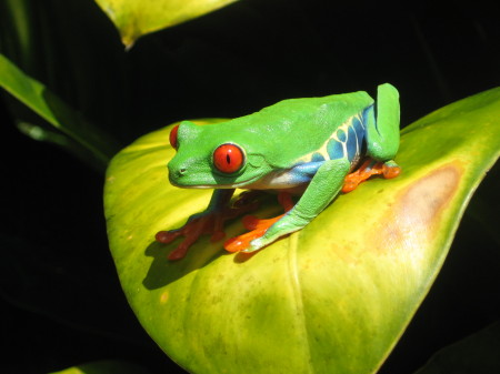 Tree Frog!