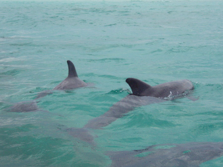 Dolphins we play with