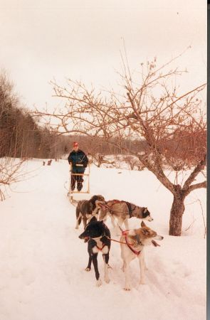 Dogsledding in MN!  Yea, this was actually a class!