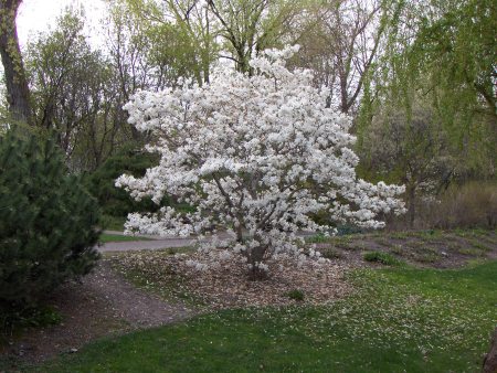 Blossoms in Spring