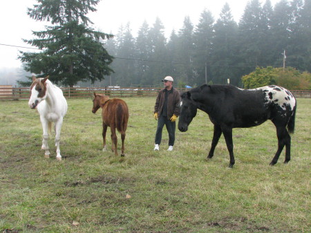 Horses and home